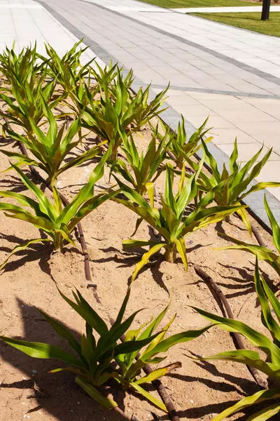 desert friendly plants